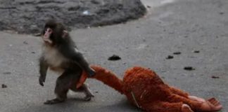 Punch, el mono viral de Japón, celebra su primer año de vida tras conquistar internet