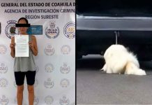 #VIDEO // Fallece Rocky, un perrito de 14 años que fue arrastrado y atropellado por su dueña