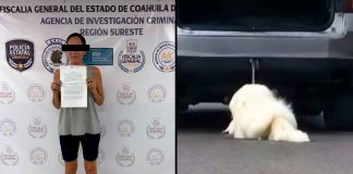 #VIDEO // Fallece Rocky, un perrito de 14 años que fue arrastrado y atropellado por su dueña