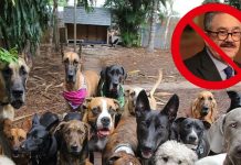 Proponen “Ley Anti Pedro Sola” tras polémica por comentarios sobre maltrato animal