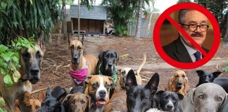 Proponen “Ley Anti Pedro Sola” tras polémica por comentarios sobre maltrato animal