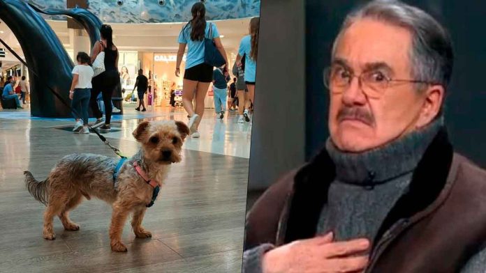 pedro-sola-cancelado-comentarios-perros-ventaneando