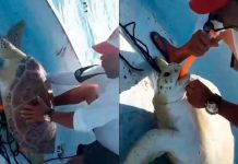 #VIDEO // Pescadores reviven a una tortuga marina que flotaba aparentemente sin vida