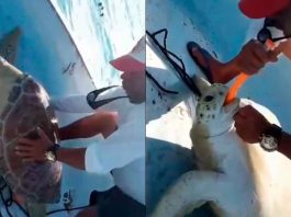 #VIDEO // Pescadores reviven a una tortuga marina que flotaba aparentemente sin vida