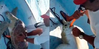 #VIDEO // Pescadores reviven a una tortuga marina que flotaba aparentemente sin vida
