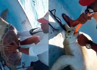 #VIDEO // Pescadores reviven a una tortuga marina que flotaba aparentemente sin vida