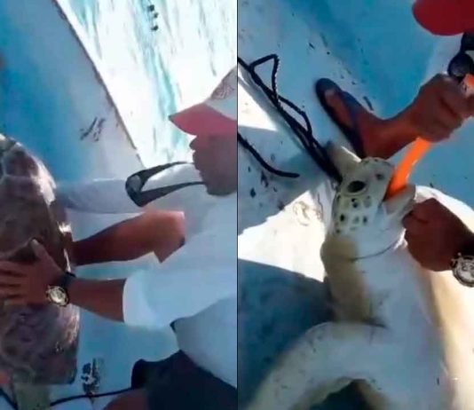 #VIDEO // Pescadores reviven a una tortuga marina que flotaba aparentemente sin vida