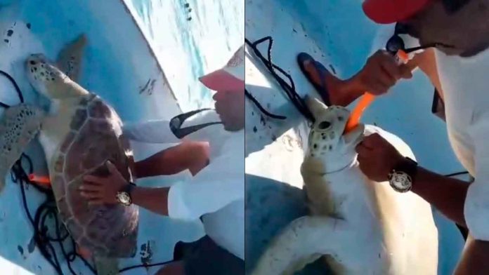 pescadores-rescatan-a-tortuga-marina
