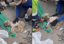 #VIDEO // Rescatan a Laila, una perrita que sobrevivió 29 días bajo escombros en Venezuela