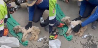 #VIDEO // Rescatan a Laila, una perrita que sobrevivió 29 días bajo escombros en Venezuela