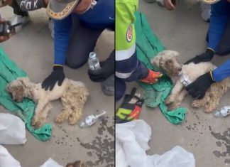 #VIDEO // Rescatan a Laila, una perrita que sobrevivió 29 días bajo escombros en Venezuela