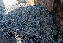Autoridades afirman que los restos localizados por un colectivo en Ayutla son de animales