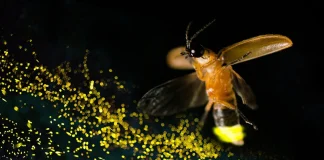 Dónde ver luciérnagas en México y los mejores santuarios para visitarlas este verano
