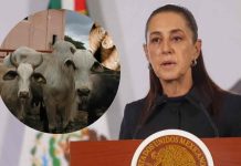 Sheinbaum cuestiona cierre de frontera de EU al ganado mexicano; insiste en diálogo para reactivar exportaciones