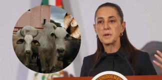 Sheinbaum cuestiona cierre de frontera de EU al ganado mexicano; insiste en diálogo para reactivar exportaciones