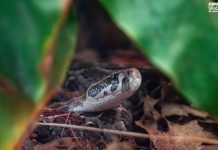Temporada de lluvias puede provocar mayor presencia de fauna silvestre en la ciudad