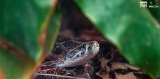 Temporada de lluvias puede provocar mayor presencia de fauna silvestre en la ciudad