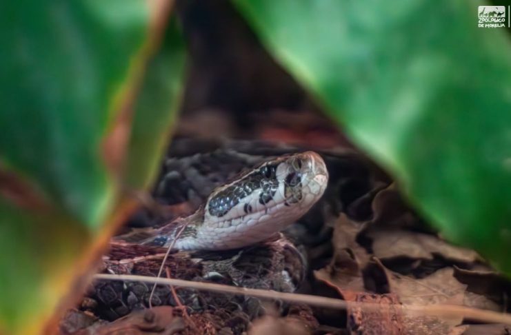 Temporada de lluvias puede provocar mayor presencia de fauna silvestre en la ciudad