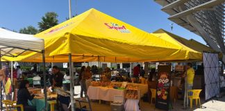 Arranca tercera edición del Fungi Fest Morelia con enfoque en gastronomía, medicina y uso consciente