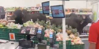 #VIDEO // ¡Cliente inesperado en tienda colombiana! Toro entra por comida y se vuelve viral