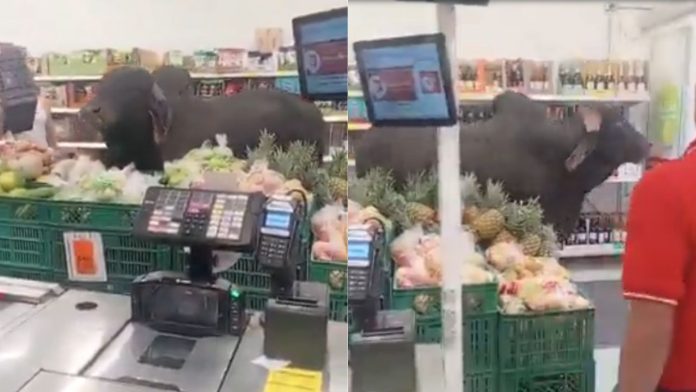 Toro entra por comida y se vuelve viral