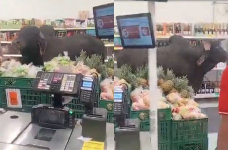 #VIDEO // ¡Cliente inesperado en tienda colombiana! Toro entra por comida y se vuelve viral