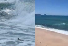 #VIDEO // Un visitante inesperado obliga a cerrar parte de una playa en Mazatlán