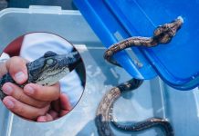 Recibe Zoológico de Morelia crías de cocodrilo de pantano y boa constrictora
