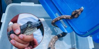 Recibe Zoológico de Morelia crías de cocodrilo de pantano y boa constrictora