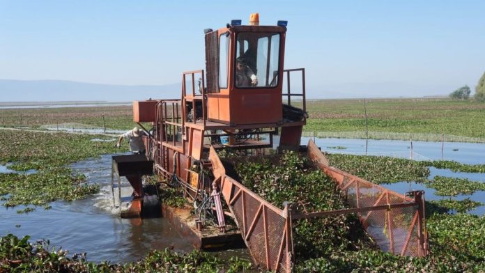 Intensifican trabajos de recuperación en el lago de Cuitzeo