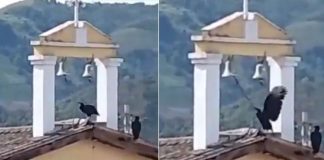 #VIDEO //¡Campanazo inesperado! Buitre protagoniza peculiar momento durante sismo en Colombia