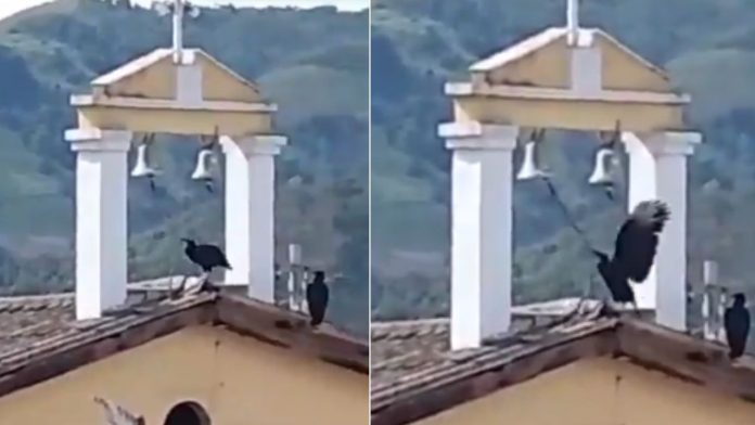 Buitre protagoniza peculiar momento durante sismo en Colombia