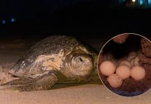 Con apoyo de 27 campamentos, Michoacán proyecta el nacimiento de 1.8 millones de tortugas: Bedolla