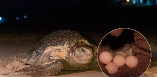 Con apoyo de 27 campamentos, Michoacán proyecta el nacimiento de 1.8 millones de tortugas: Bedolla