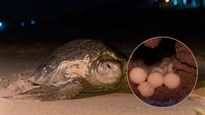 Michoacán proyecta el nacimiento de 1.8 millones de tortugas