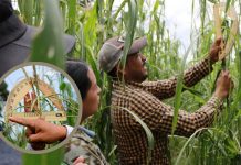 Más de 520 mdp para fortalecer la producción de maíz en Michoacán