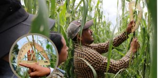 Más de 520 mdp para fortalecer la producción de maíz en Michoacán