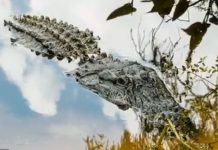 Puerto Vallarta enciende las alertas: investigan muerte de una docena de cocodrilos
