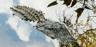 Puerto Vallarta enciende las alertas: investigan muerte de una docena de cocodrilos