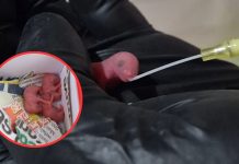 Zoológico de Morelia identifica como crías de ratón a ejemplares rescatados en obras del Morebús