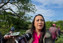 Sedum aclara que no son 600 árboles en obra de Morebús sino que en su mayoría son plantas y se transplantaran
