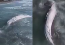 #VIDEO // ¡Impactante hallazgo en Tijuana! Ballena de 12 metros aparece sin vida en la playa