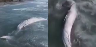 #VIDEO // ¡Impactante hallazgo en Tijuana! Ballena de 12 metros aparece sin vida en la playa