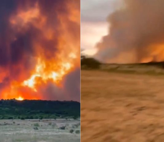 #VIDEO // Texas enfrenta un incendio voraz: miles de hectáreas consumidas y familias evacuadas