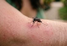 El verdadero motivo de las picaduras: la sangre ayuda a las mosquitos a poner huevos