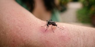 El verdadero motivo de las picaduras: la sangre ayuda a las mosquitos a poner huevos
