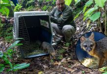 Zorro gris rescatado regresa a su hábitat tras ser rehabilitado por el Zoológico de Morelia