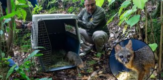 Zorro gris rescatado regresa a su hábitat tras ser rehabilitado por el Zoológico de Morelia