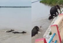 #VIDEO // ¡Entre las aguas del desastre! Elefantes desafían las inundaciones en Nepal