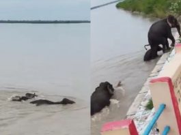 #VIDEO // ¡Entre las aguas del desastre! Elefantes desafían las inundaciones en Nepal